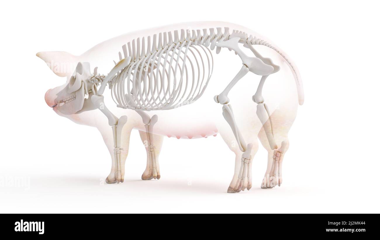 Pig skeleton, illustration Stock Photo