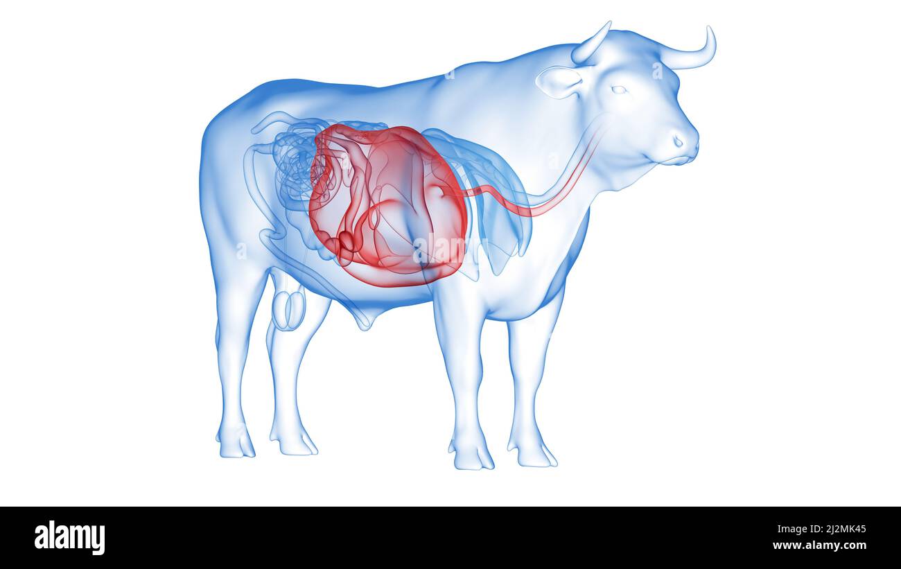 Cattle stomach, illustration Stock Photo