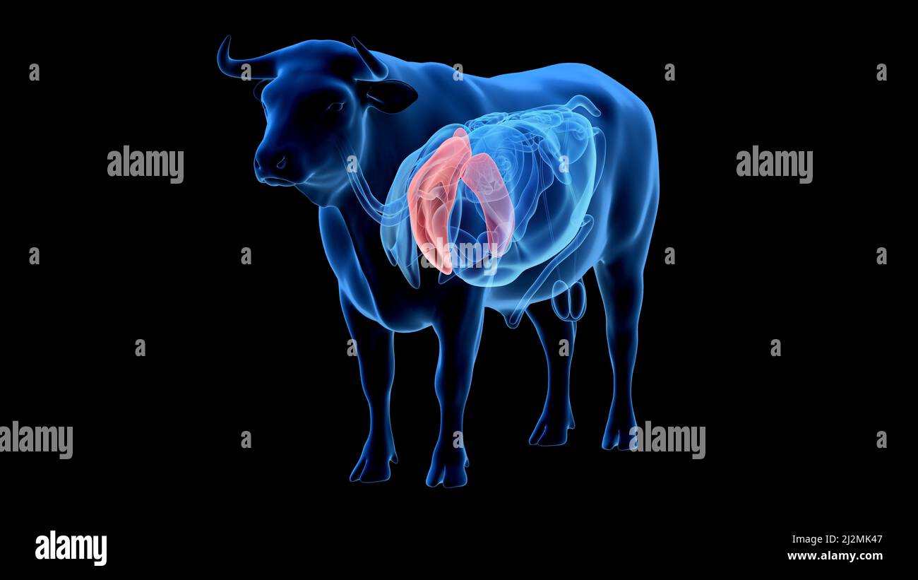Cattle lung, illustration Stock Photo