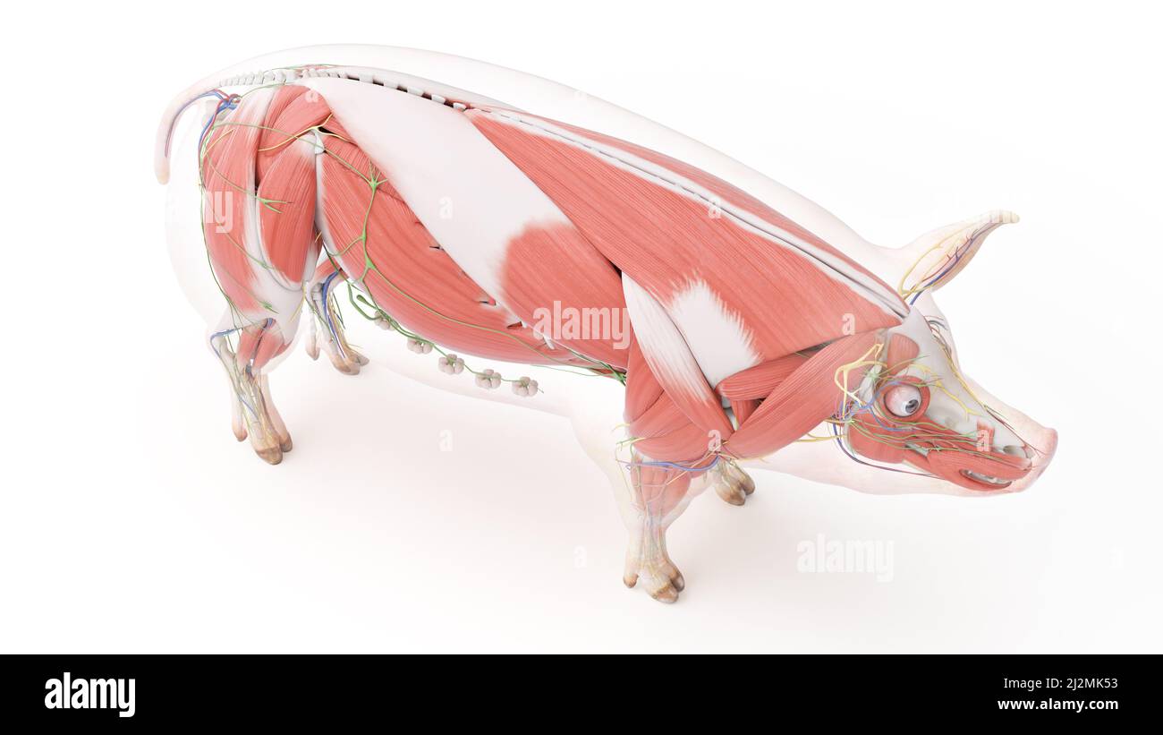 Pig anatomy system hi-res stock photography and images - Alamy