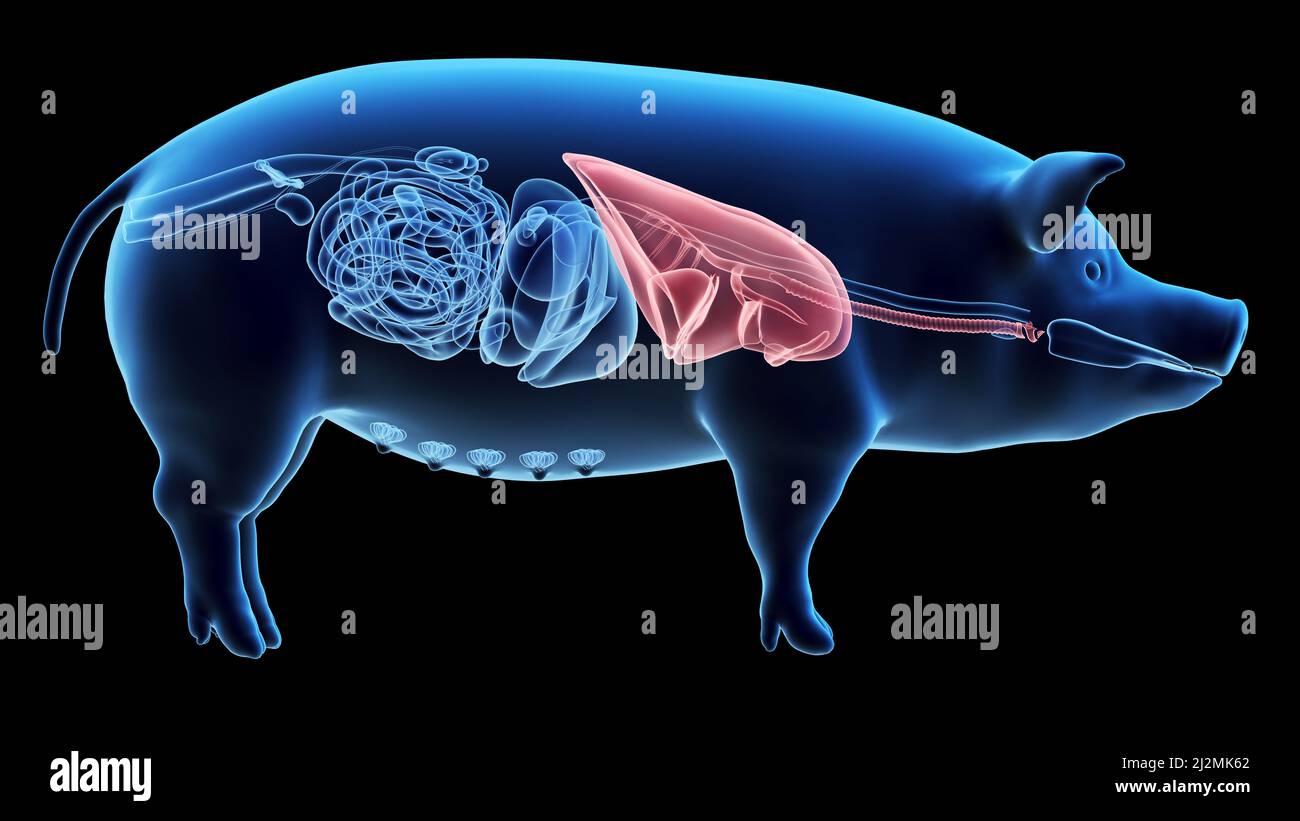 Pig lungs, illustration Stock Photo - Alamy