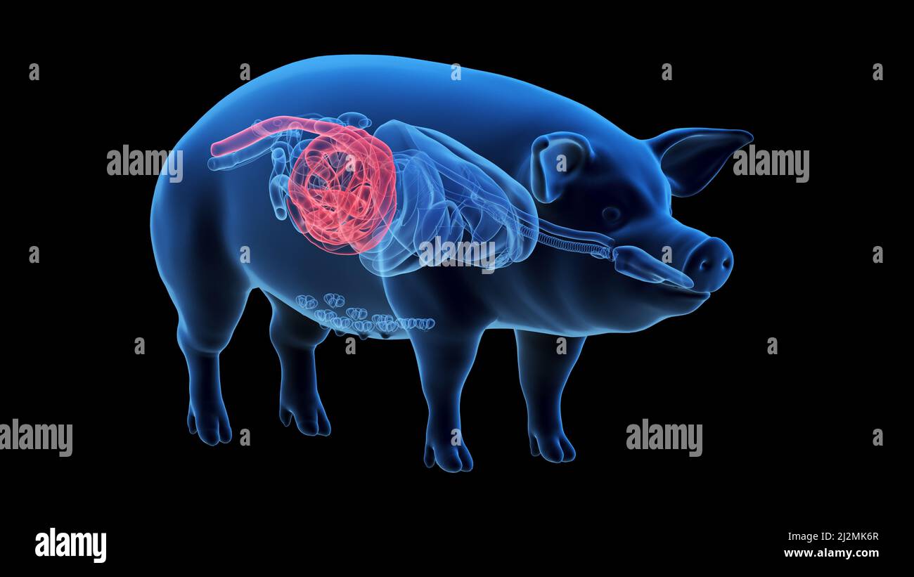 Pig colon, illustration Stock Photo Alamy