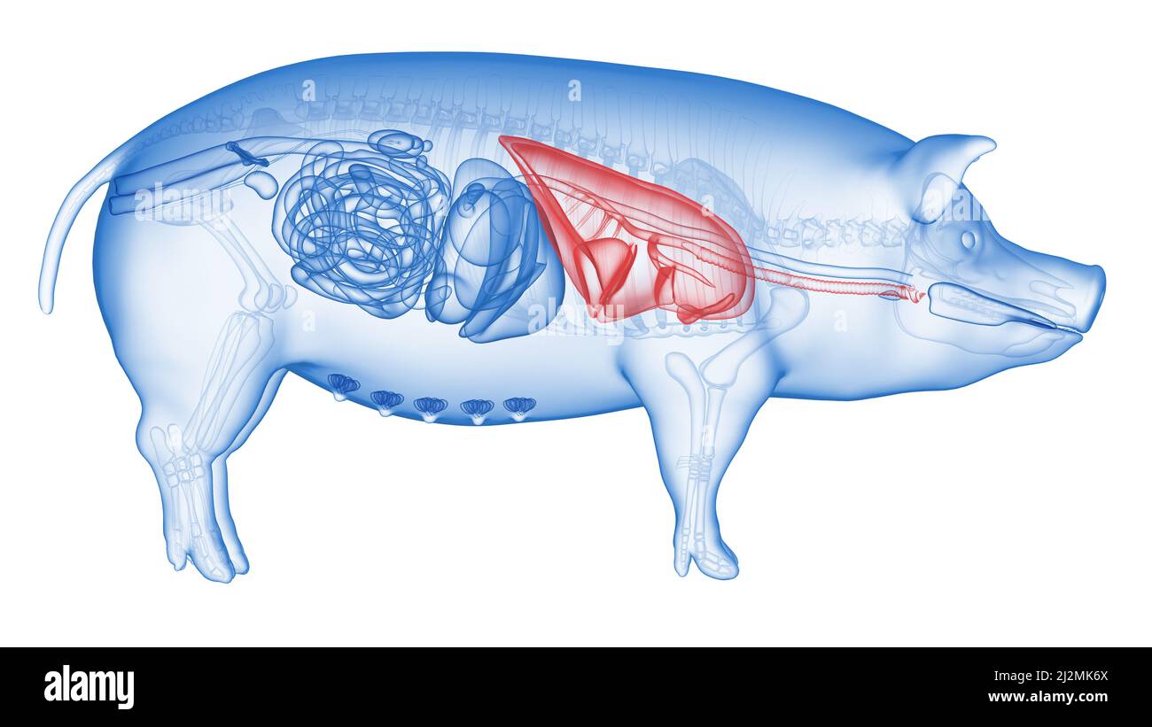 Pig lungs, illustration Stock Photo - Alamy