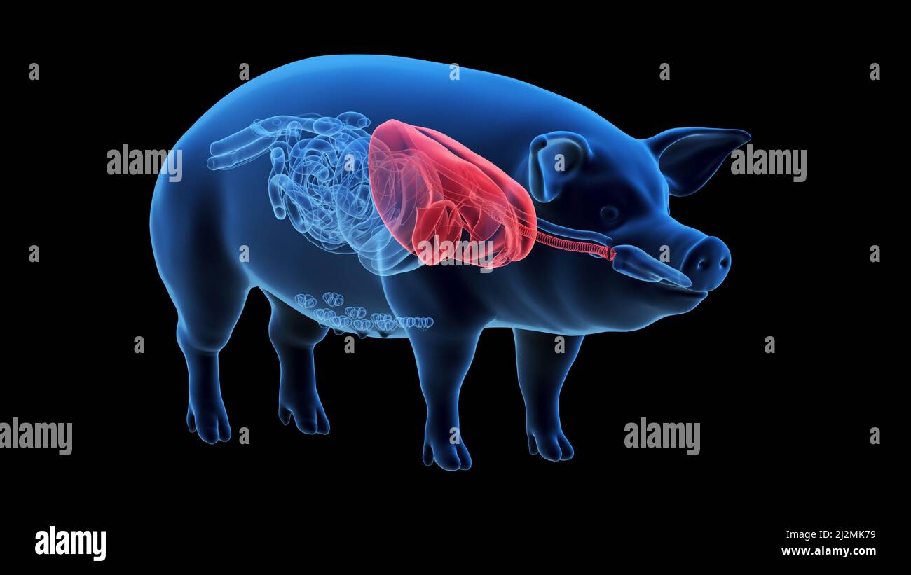 Pig lungs, illustration Stock Photo - Alamy