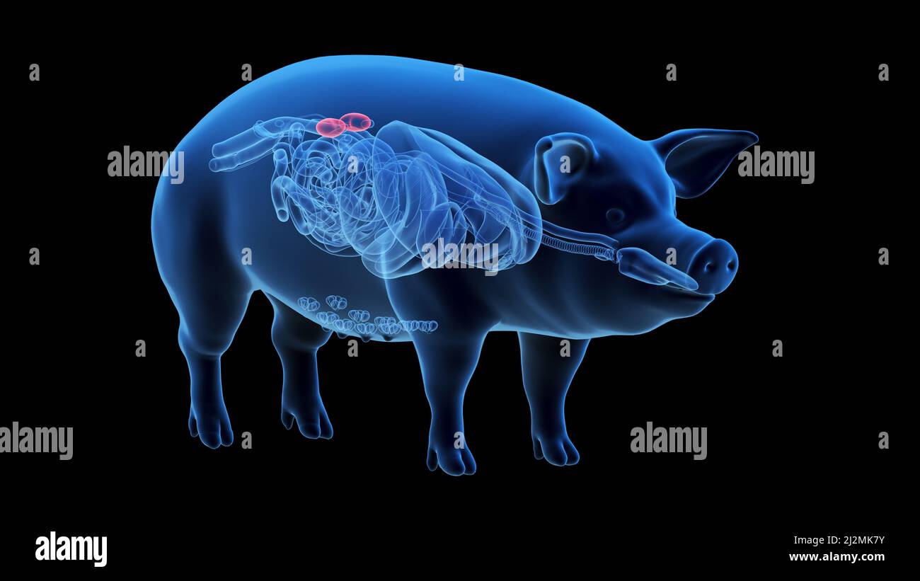 Pig kidneys, illustration Stock Photo Alamy