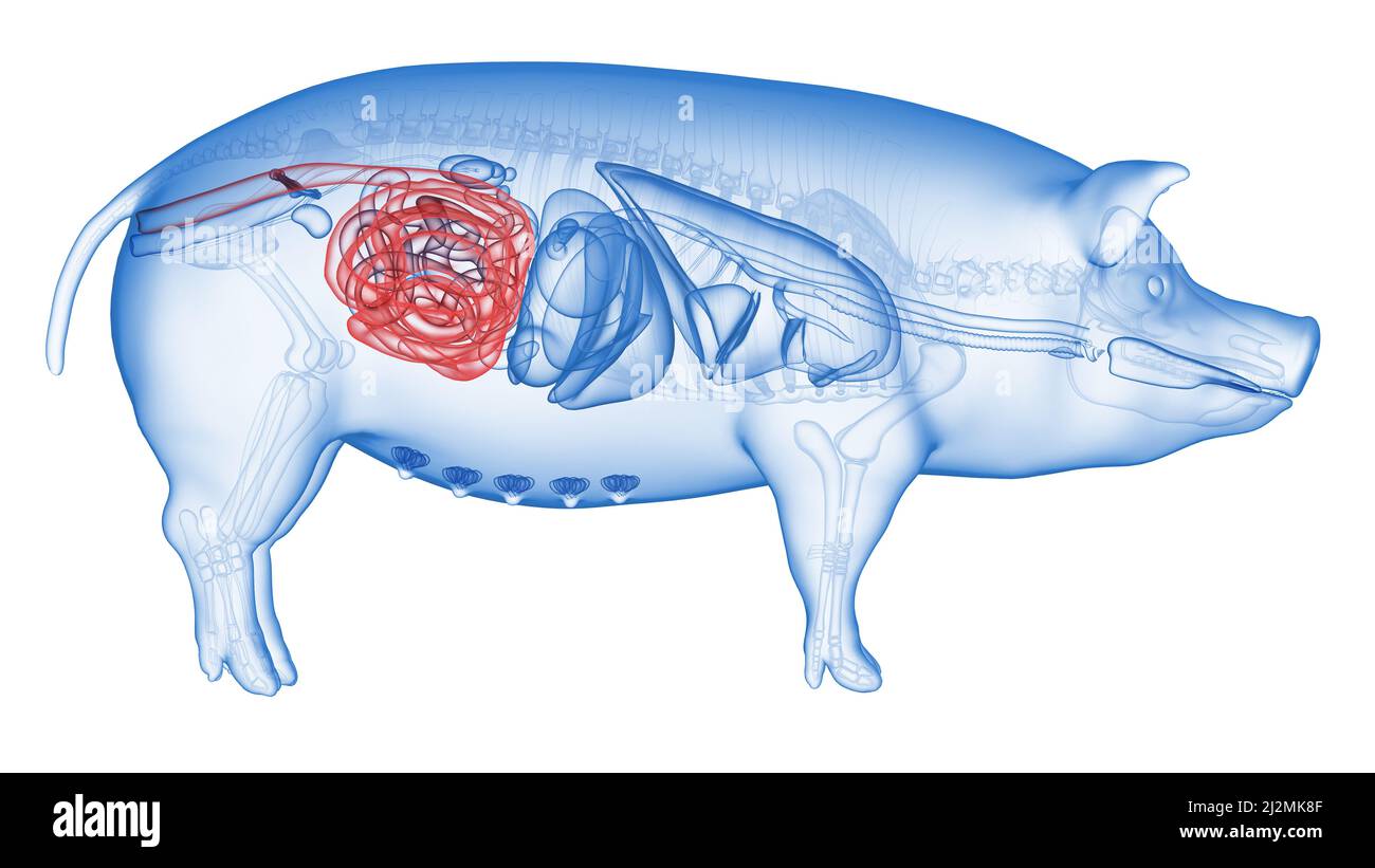 Pig Digestive System Diagram