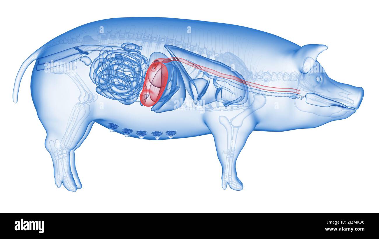 Pig stomach, illustration Stock Photo
