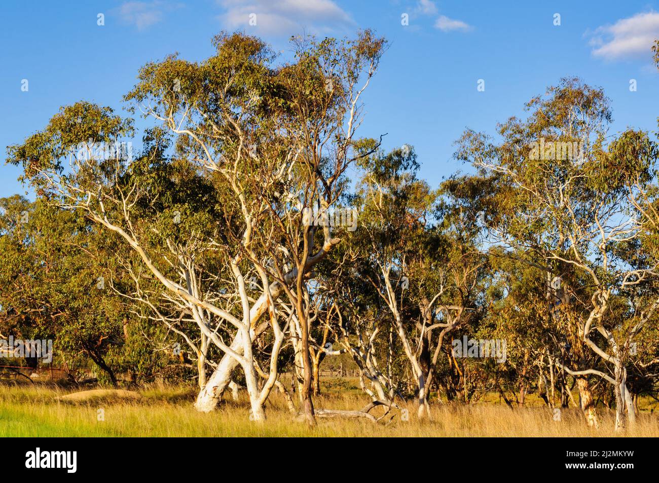 Young gum trees around the Moonbi Lookout off the New England highway - Moonbi, NSW, Australia Stock Photo