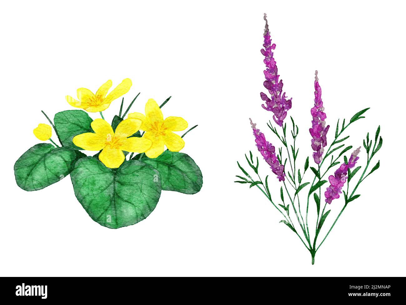 Watercolor hand drawn illustration of purple pink willowherb chamaenerion and yellow trollius flowers. Floral natural wildflower river lake forest landscape. Organic bloom leaf leaves plants herbs Stock Photo
