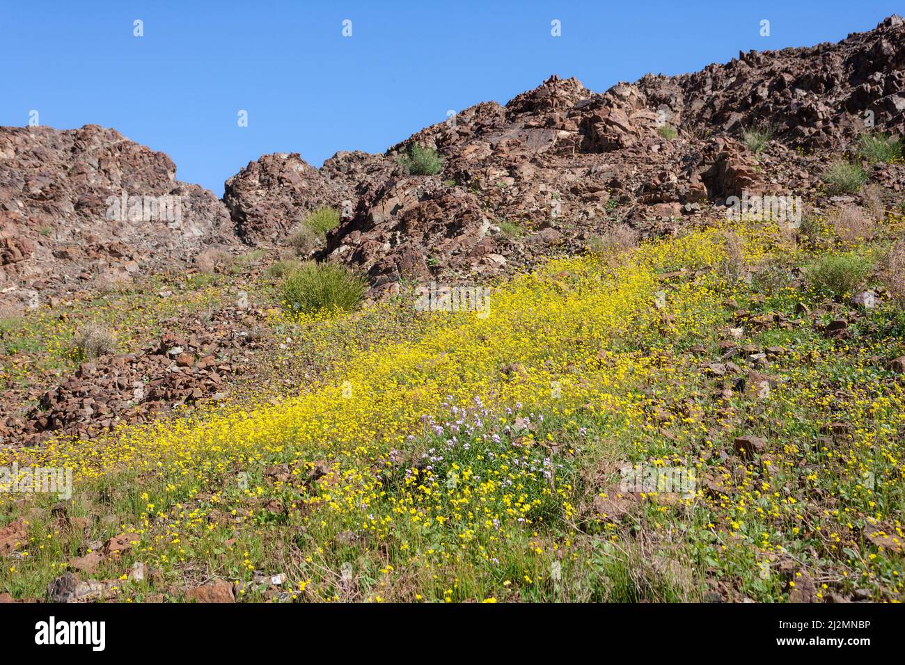 Wildflowers growing in the rocky desert near Shawka, a village in Ras Al Khaimah, United Arab Emirates. Stock Photo