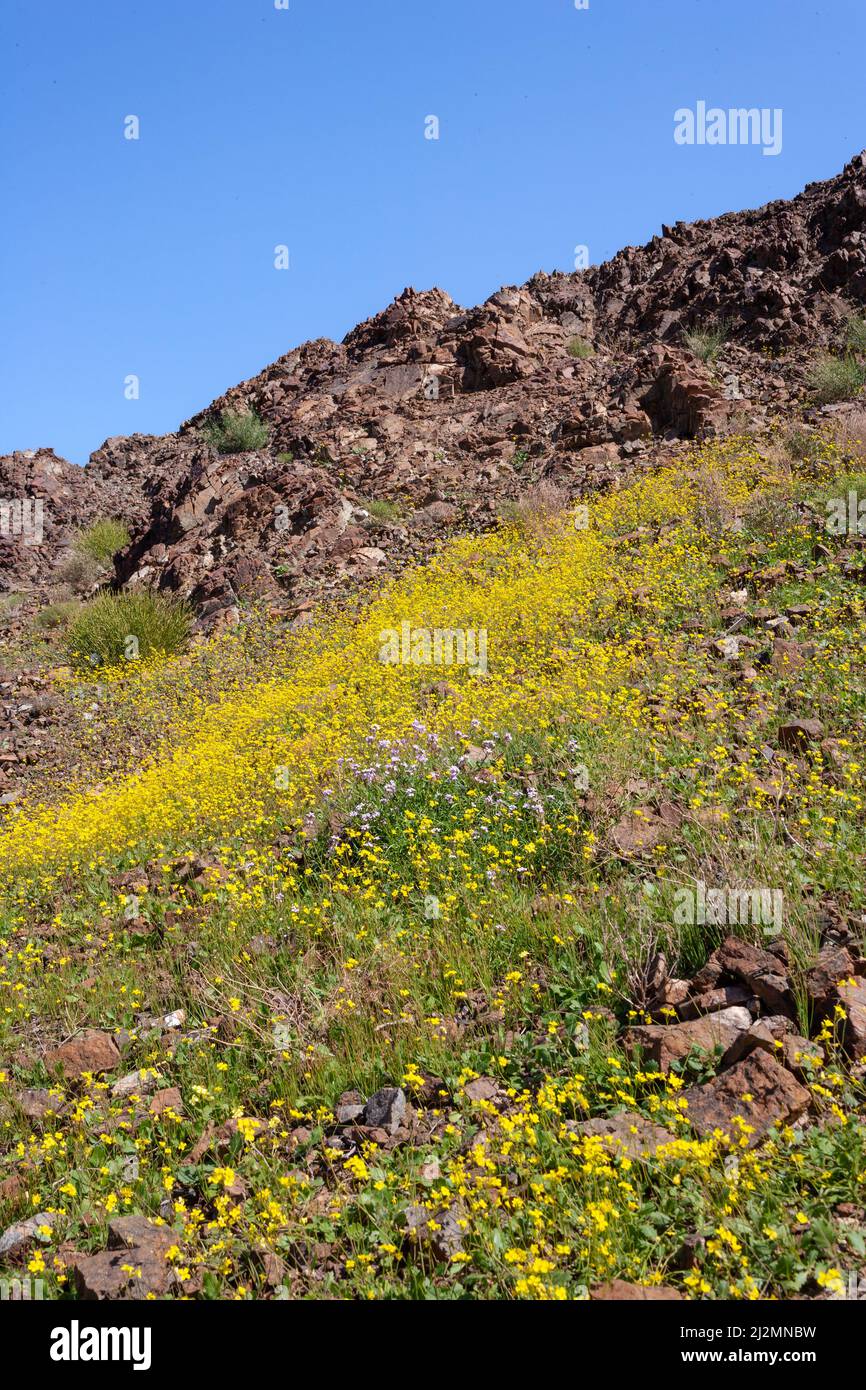 Wildflowers growing in the rocky desert near Shawka, a village in Ras Al Khaimah, United Arab Emirates. Stock Photo