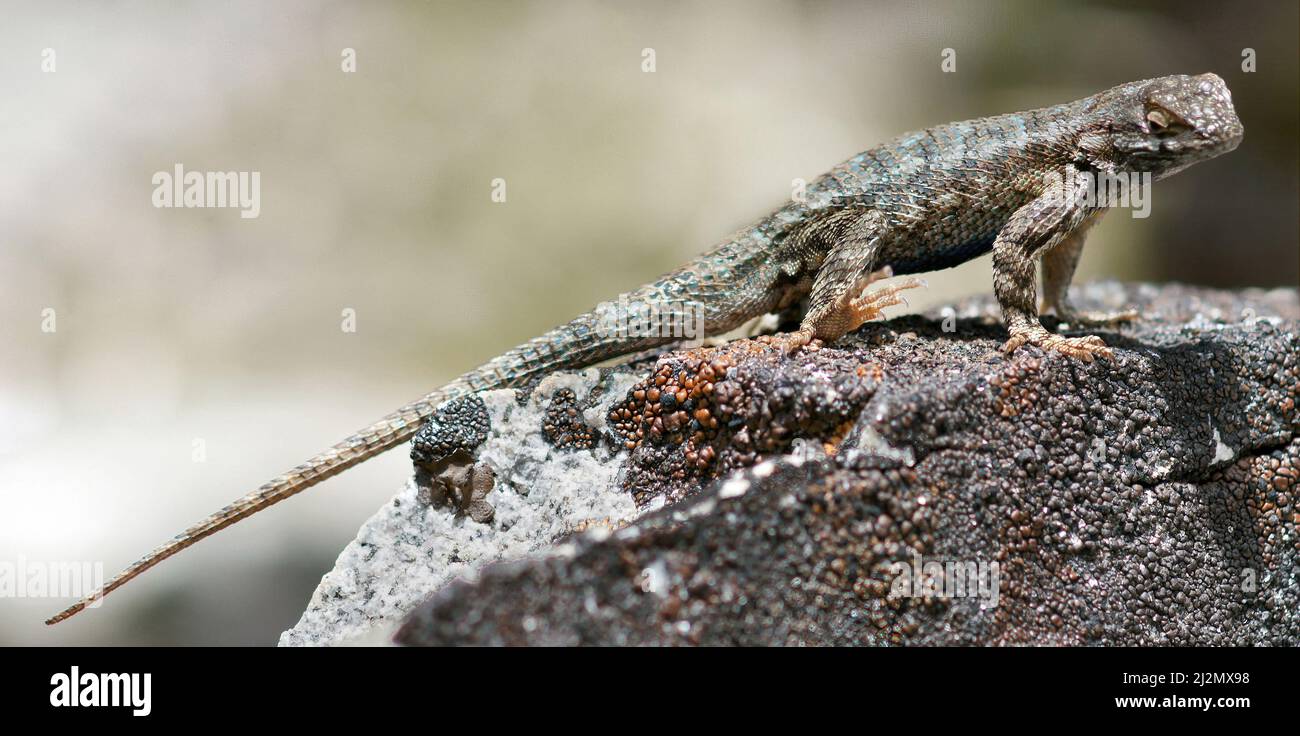 Sagebrush Lizard, Adult Male, Sunbathing on Rock. El Dorado County, California, USA. Stock Photo