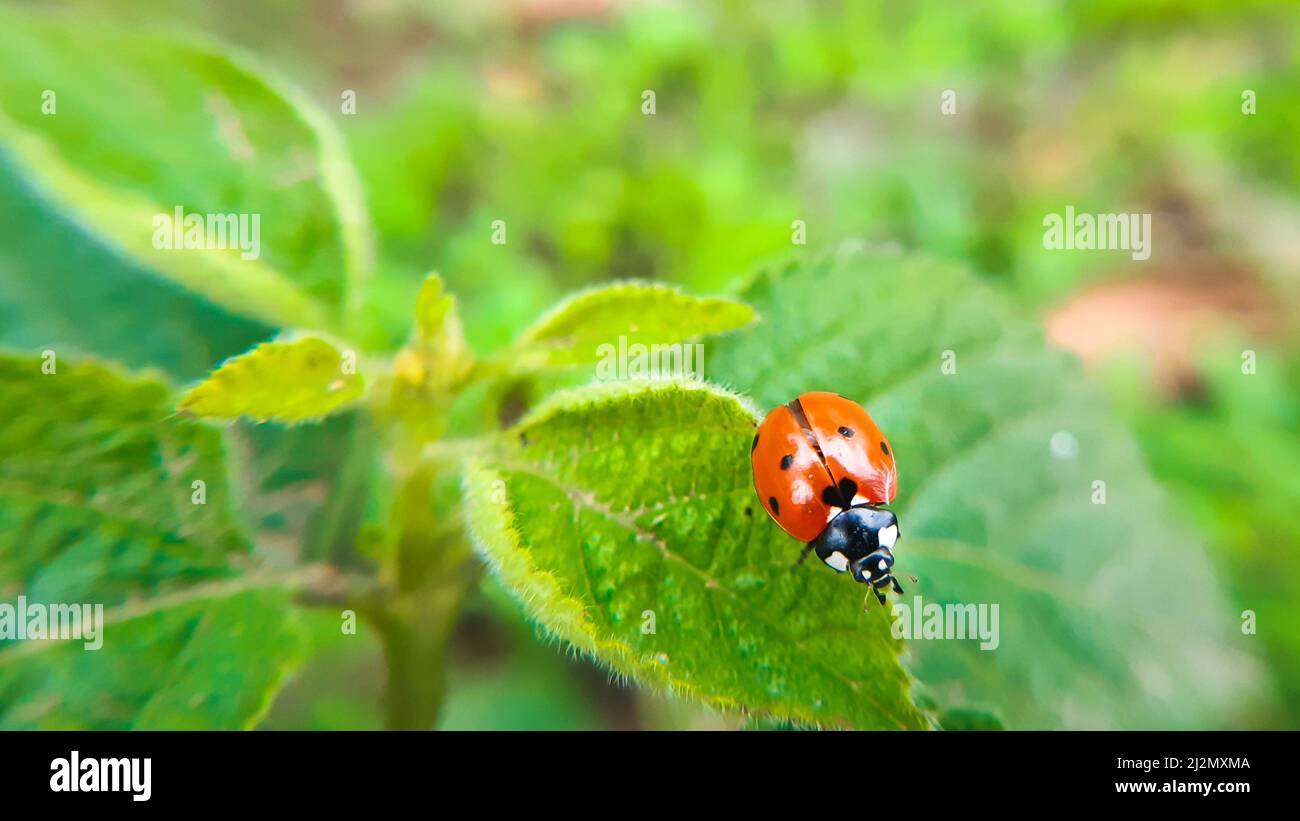 Gorgeous ladybird resting on green leaf Stock Photo