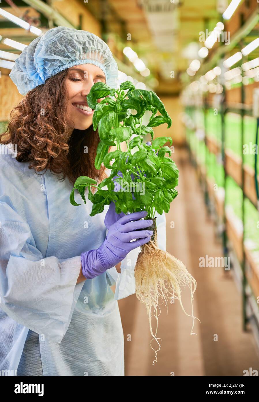 Female gardener smelling aromatic leaf of green basil in greenhouse. Happy woman in garden rubber gloves holding pot with green leafy plant and enjoying scent of basil. Stock Photo