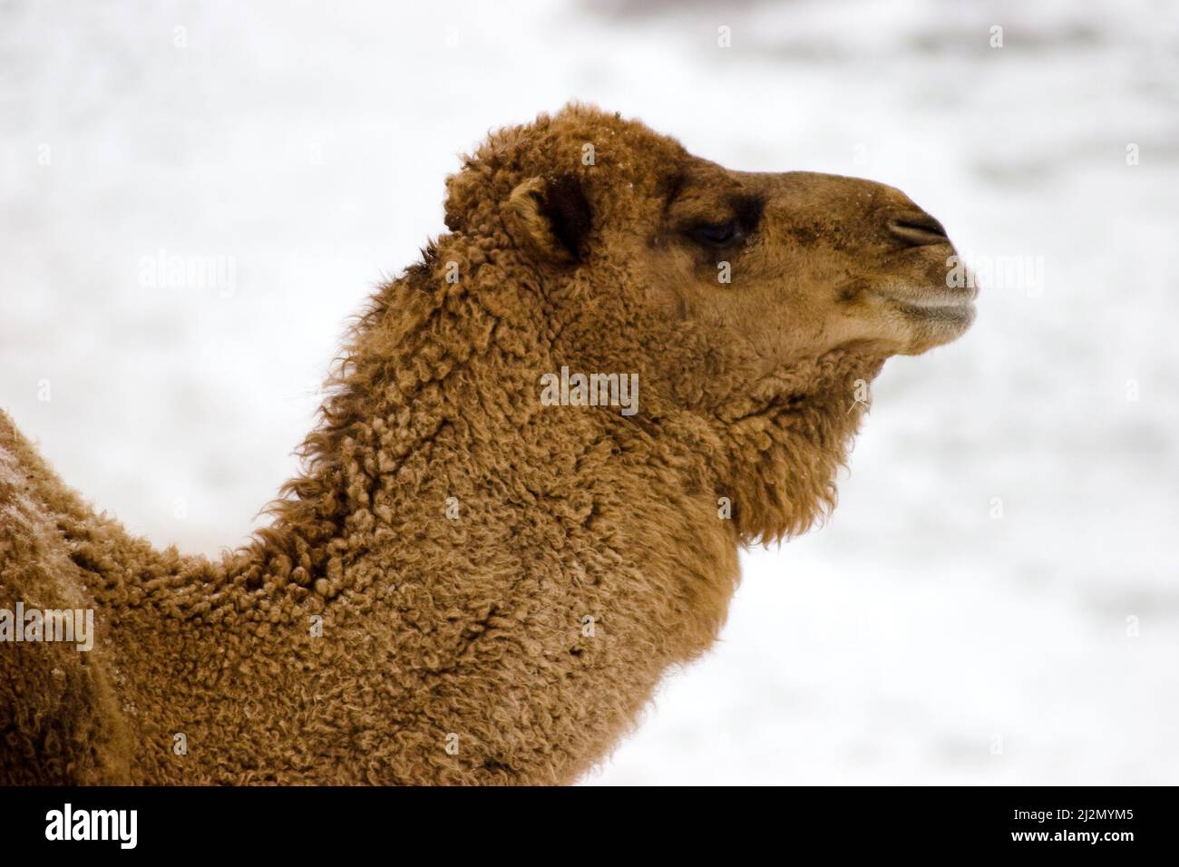 Cold steppe climate hi-res stock photography and images - Alamy