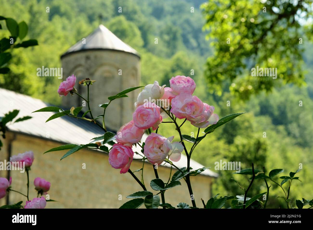 bunch of small roses at the shadow of old monastery, Montenegro Stock Photo