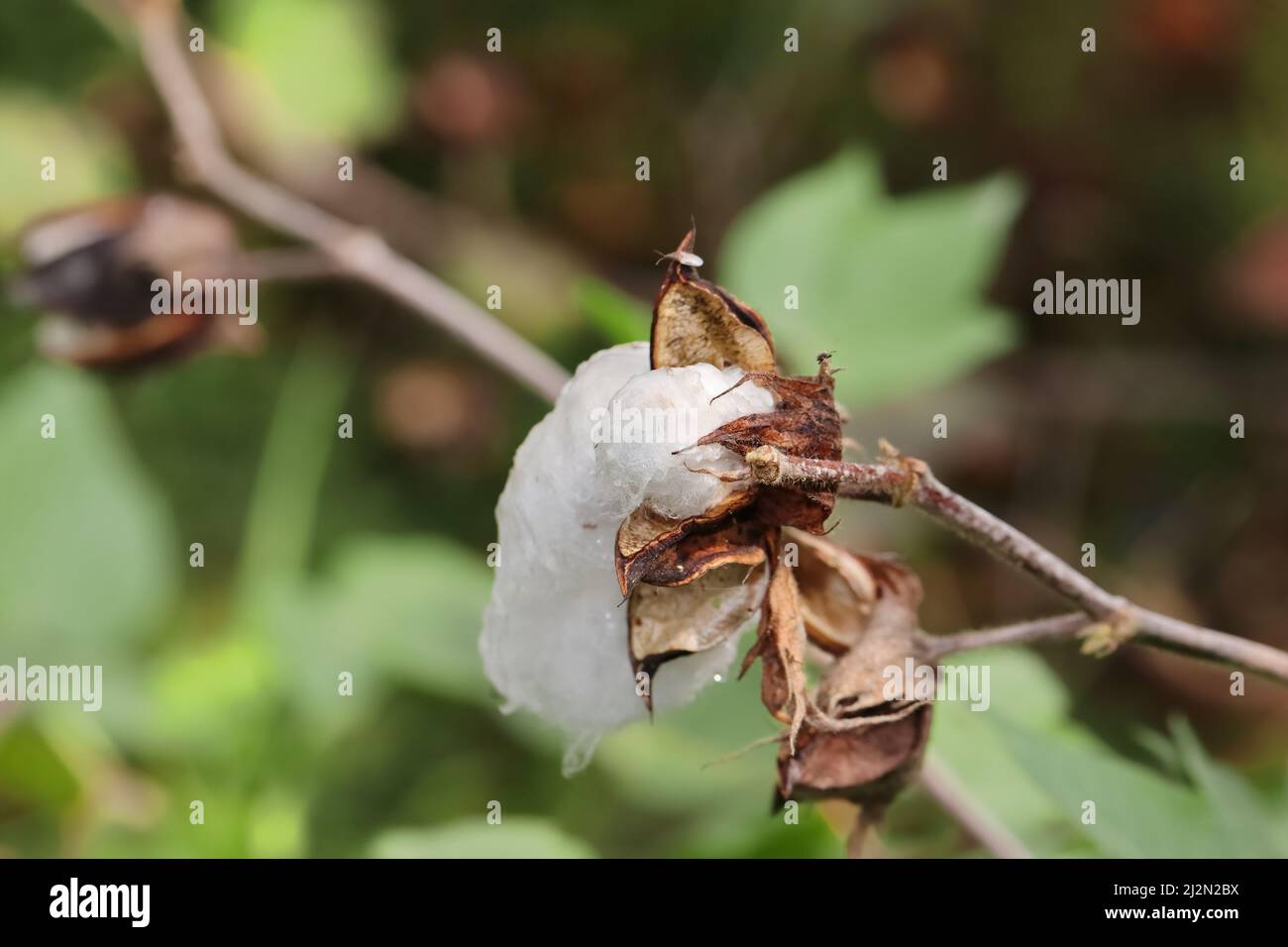 Closeup photo of Cotton crop damaged due to rain water Stock Photo Alamy