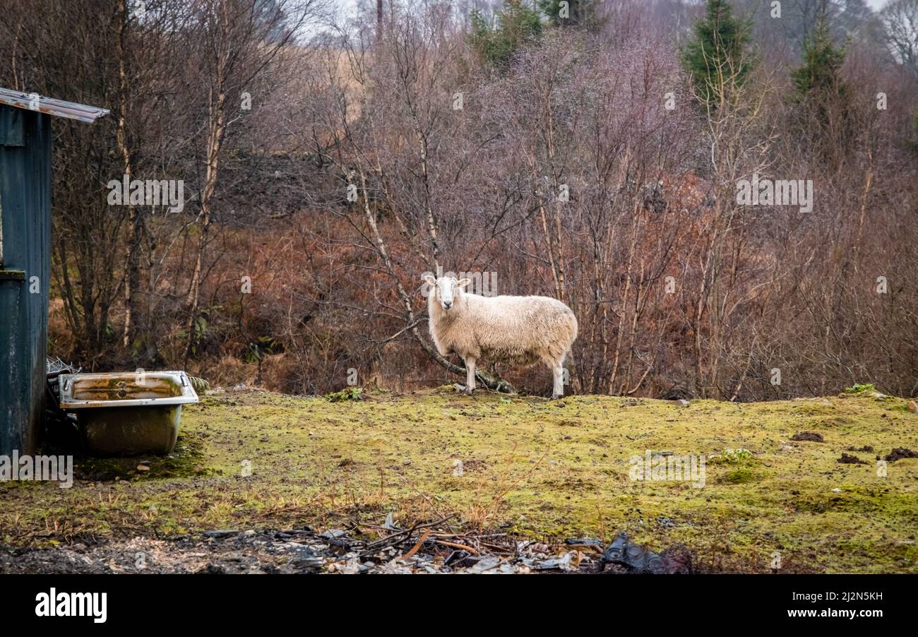 A single sheep standing in a field in winter on a Scottish farm Stock Photo