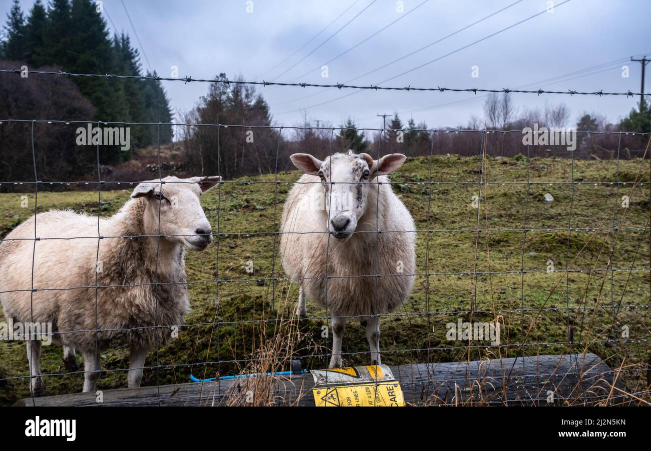 A pair of Scottish looking through a barbed wire fence in a field in winter Stock Photo