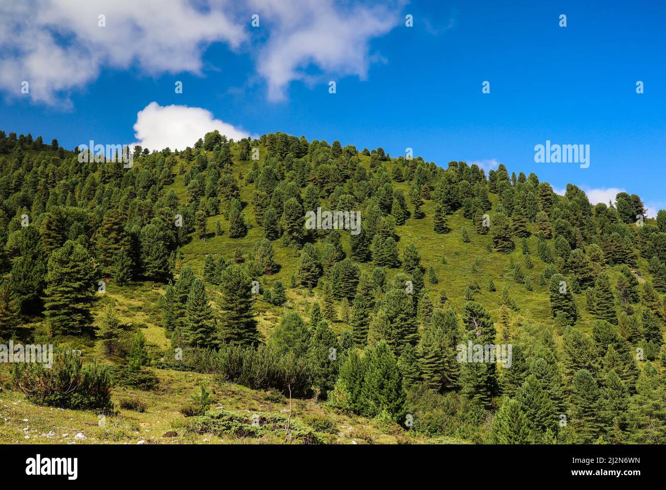 Green Tree Hill in Austria. Scenic View of Forest with Blue Sky and Clouds in Tyrol. Stock Photo