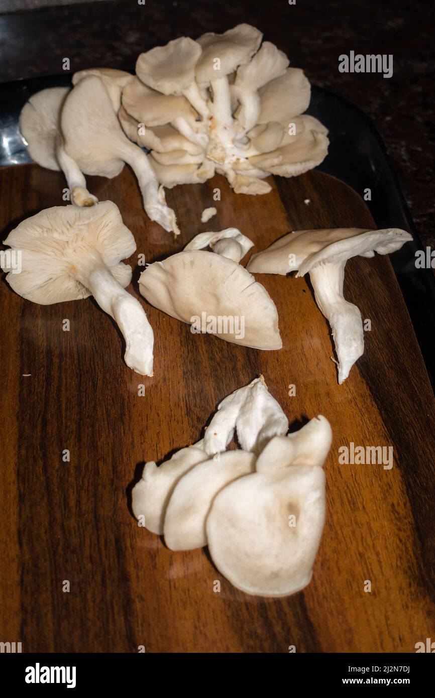 A close up shot of Oyster Mushrooms. Pleurotus ostreatus, the oyster mushroom, oyster fungus, or