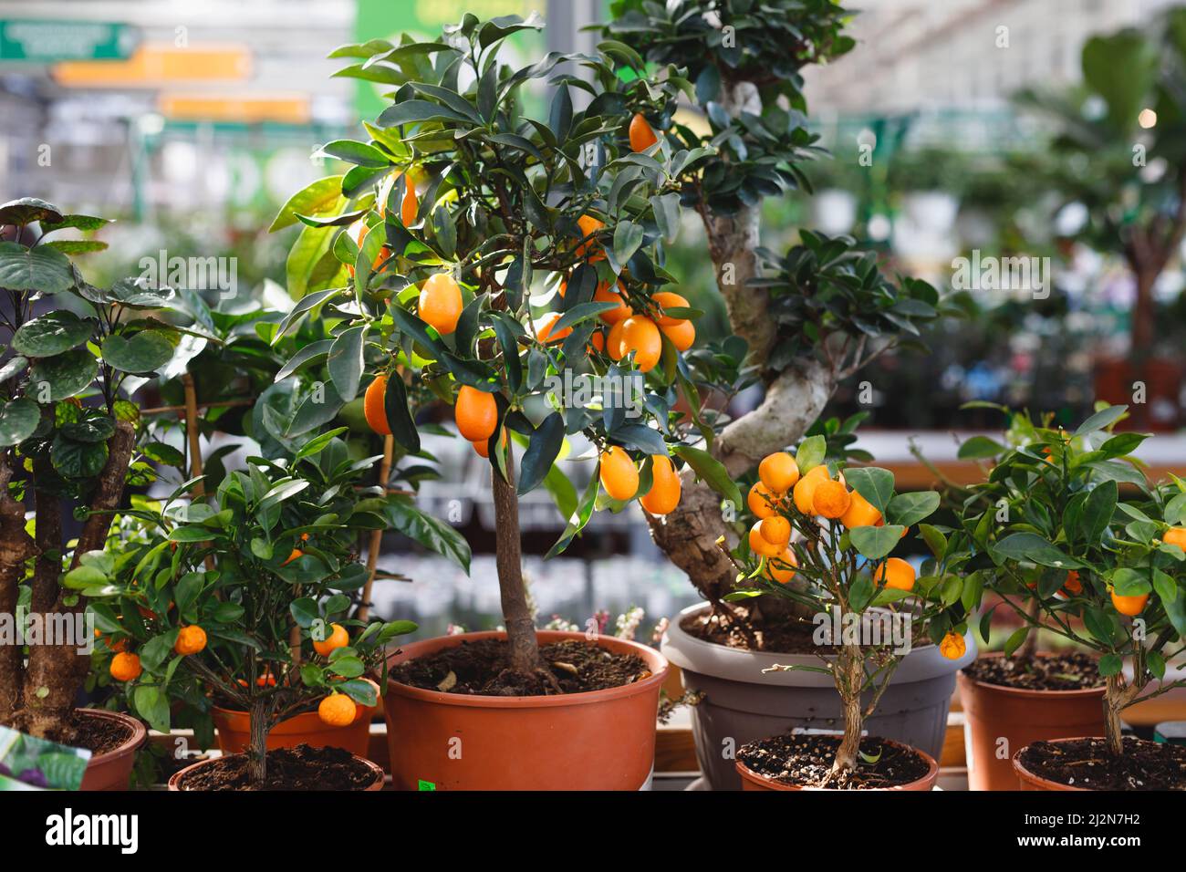 citrus dwarf trees mandarin and kumquat in garden center on shelves