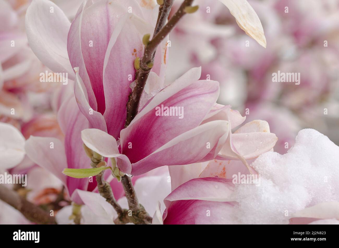 Snow covered magnolias in spring Stock Photo - Alamy