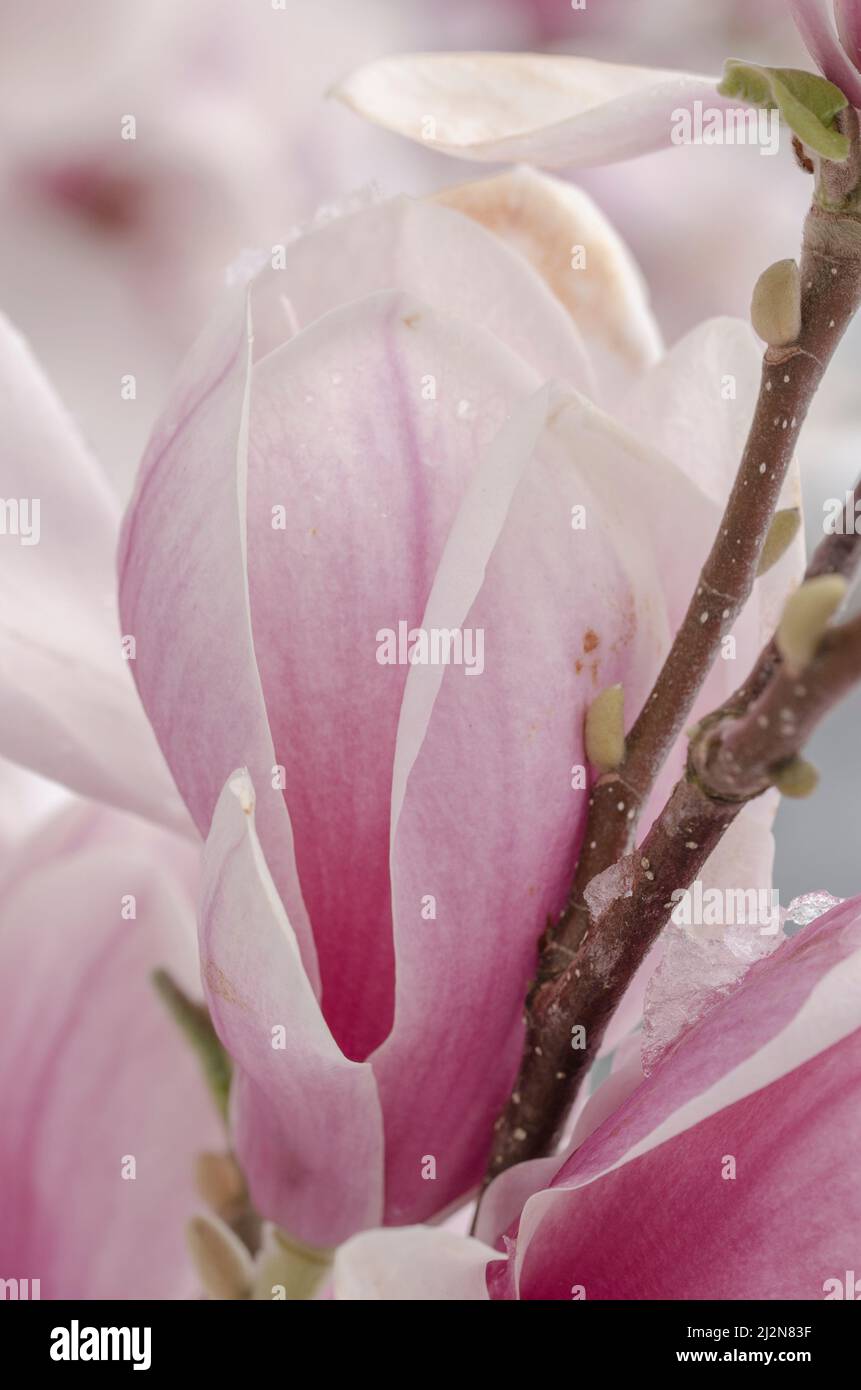 Snow covered magnolias in spring Stock Photo - Alamy