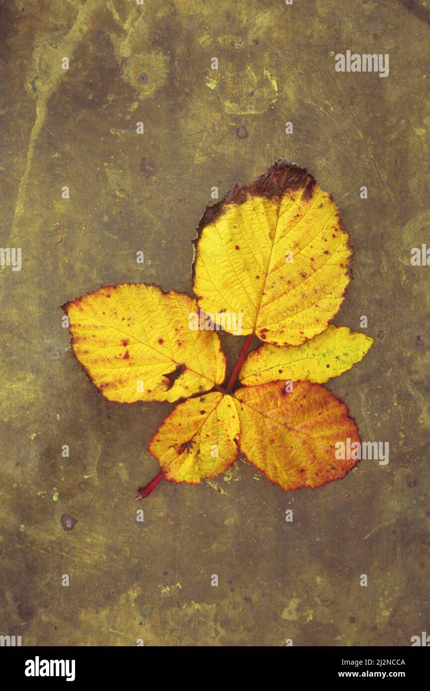 Stem of leaves of Blackberry or Bramble or Rubus fruticosus turning