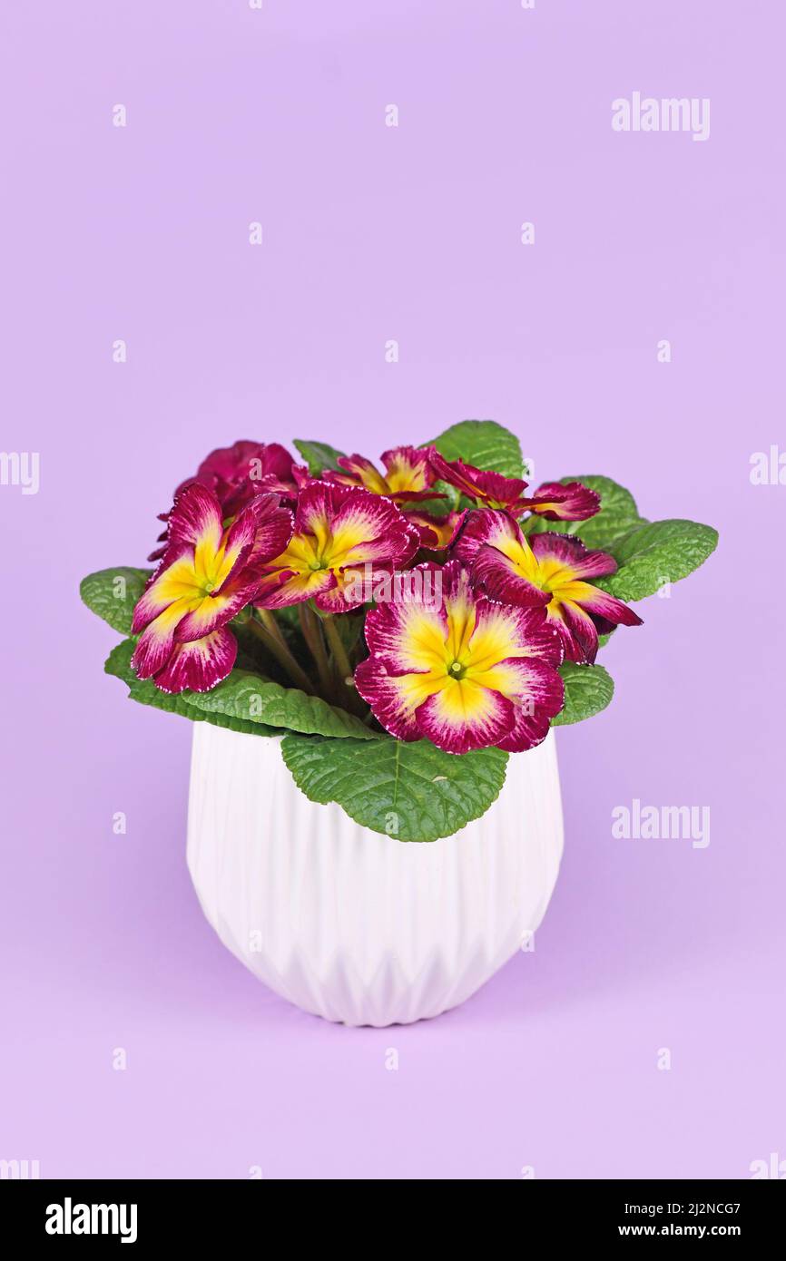 Two colored dark pink 'Primula Acaulis' primrose flowers with yellow middle in flower pot on violet background Stock Photo