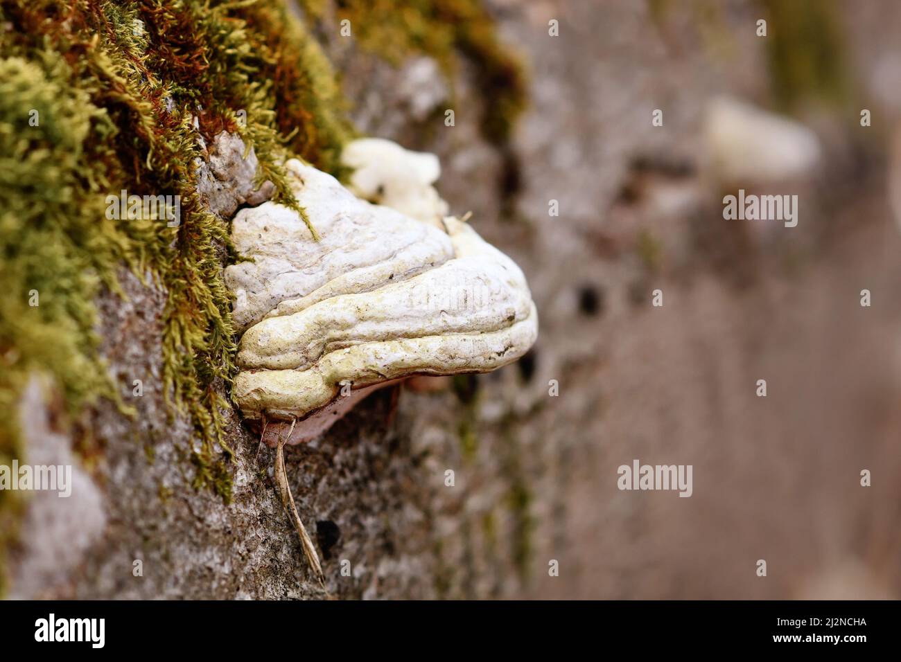 Tinder fungus 'Fomes fomentarius' growing on dead tree Stock Photo