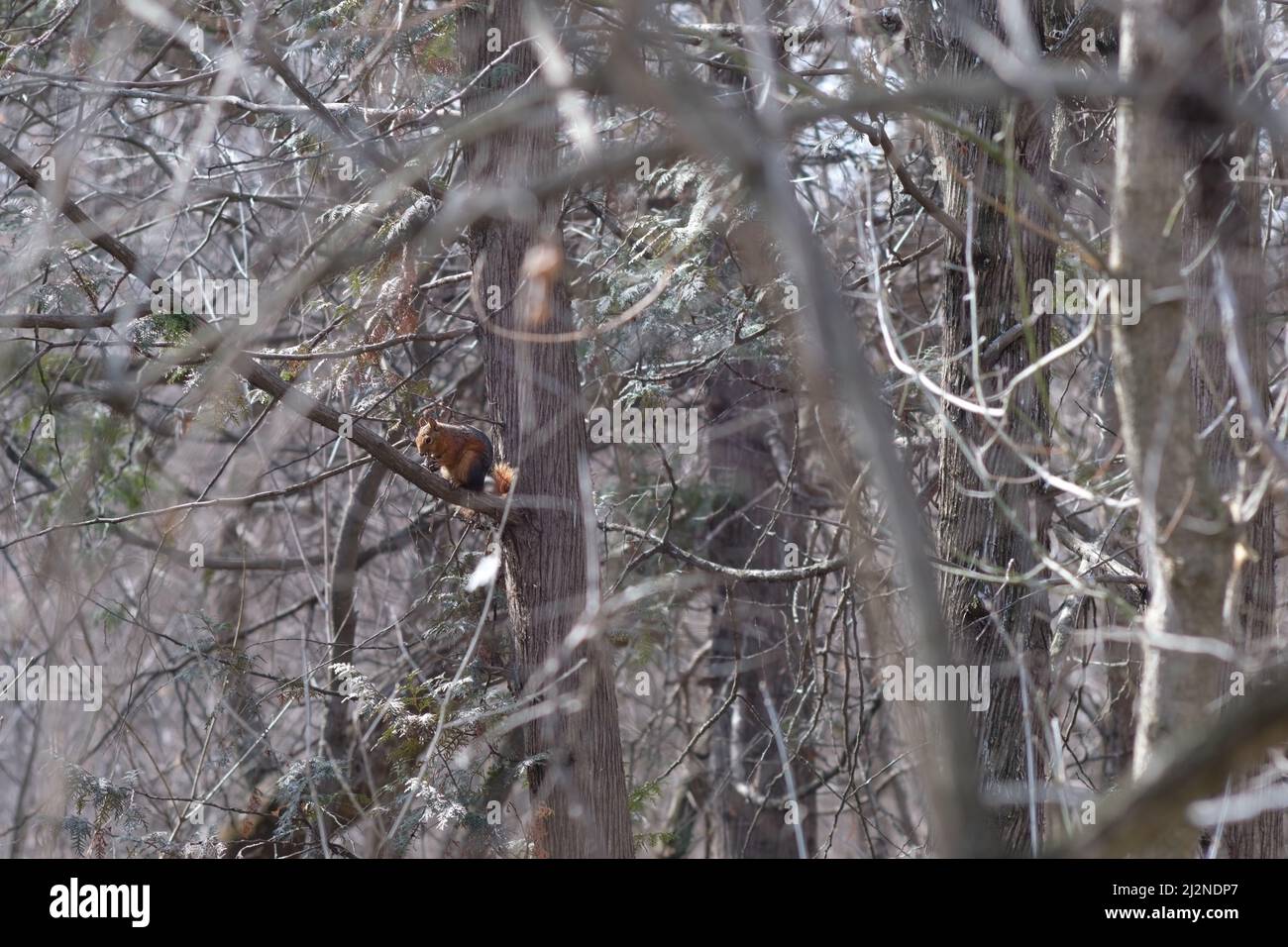 Caucasian squirrel chomping a nut on a cedar tree. Stock Photo