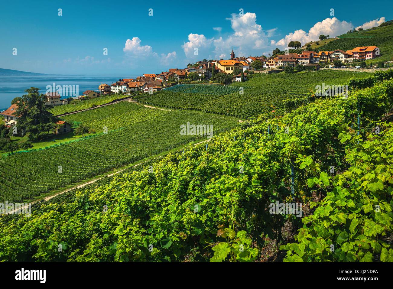 Majestic orderly terraced vineyard and Lake Geneva in background. Green vine plantation and cute village on the hill, Rivaz, Canton of Vaud, Switzerla Stock Photo
