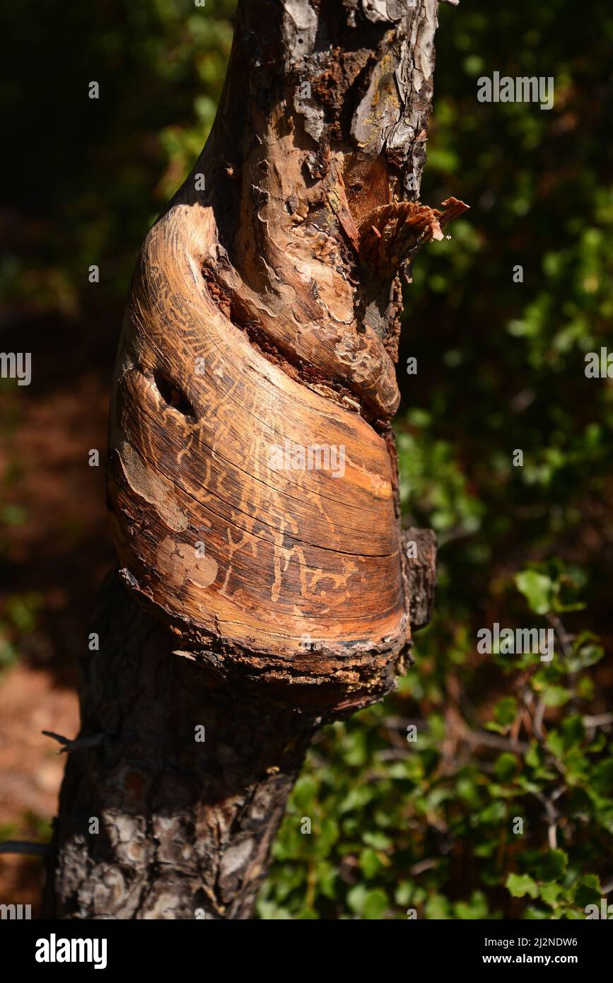 Twisted pine trunk in hi-res stock photography and images - Alamy