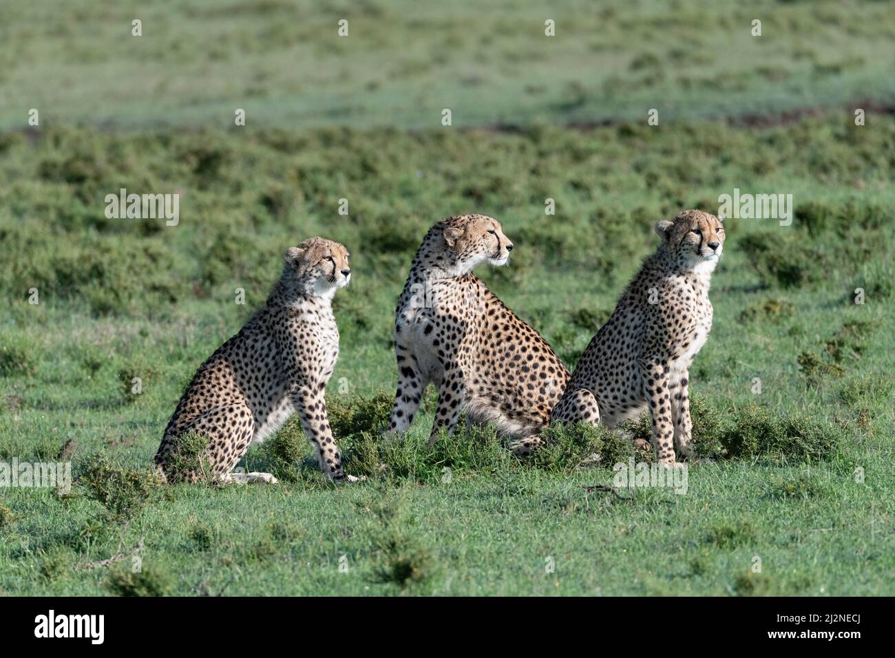 three Cheetahs sitting together in the savannah Stock Photo