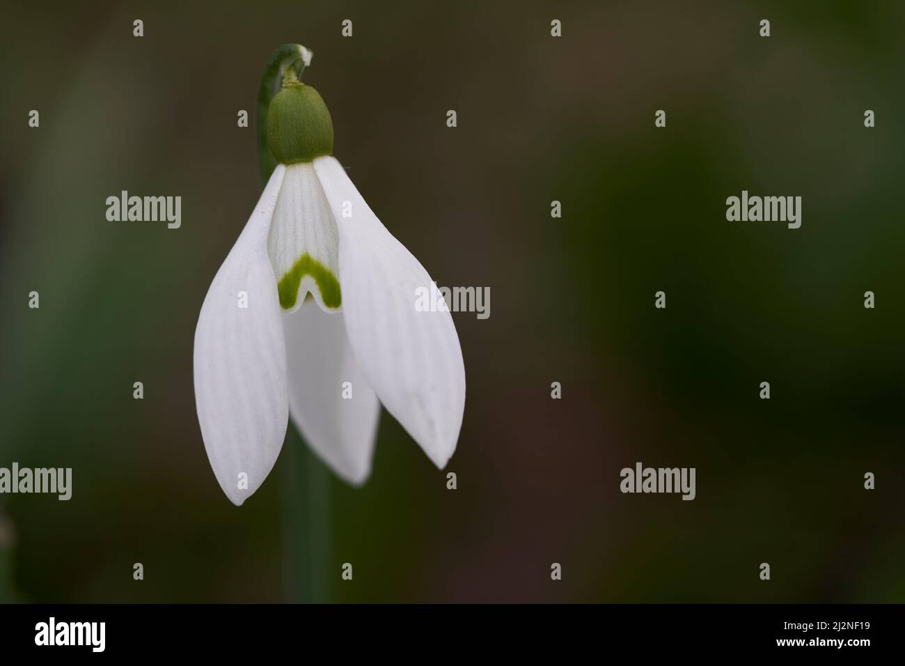 Blooming spring flower Galanthus nivalis in forest. Known as snowdrop or common snowdrop. Detail of flower head, selective focus. Stock Photo