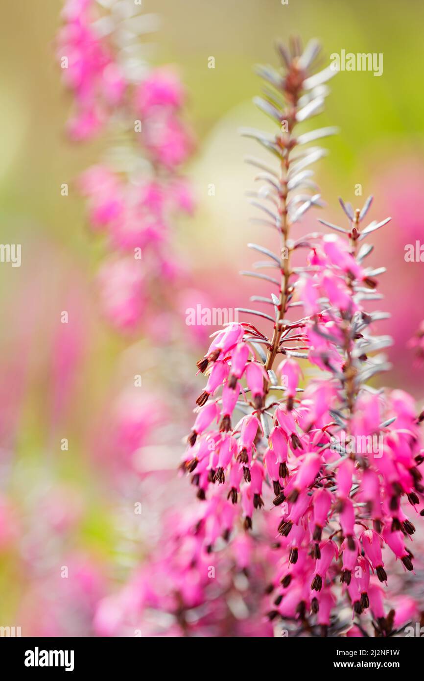 Blooming erica carnea on a blurred background. Pink erica carnea on the field. Copy space Stock Photo