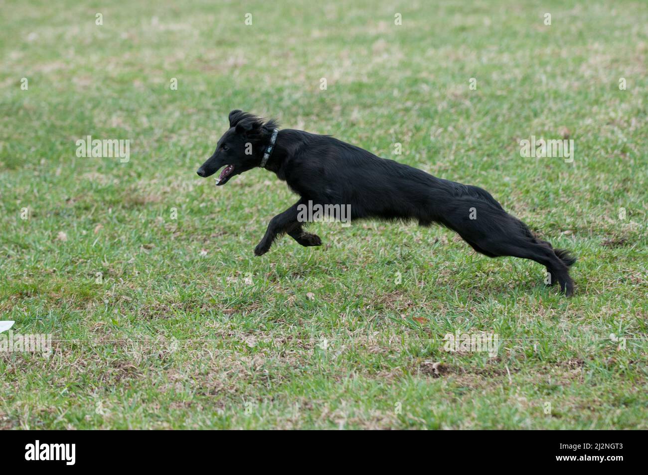 Black dog on the run during lure coursing Stock Photo