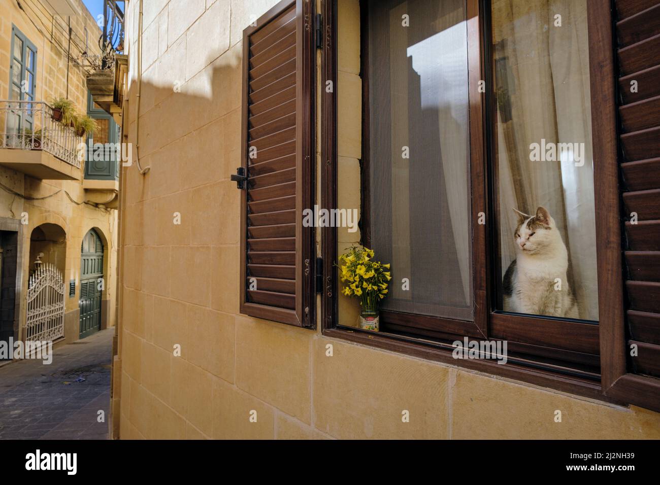 A cat sitting in a window of a house in the back streets of Victoria, Gozo, Malta Stock Photo