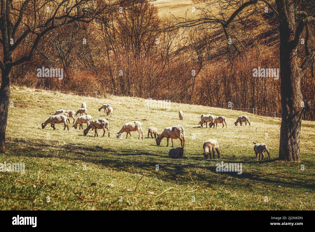 Sheep grazing on a beautiful green meadow Stock Photo - Alamy