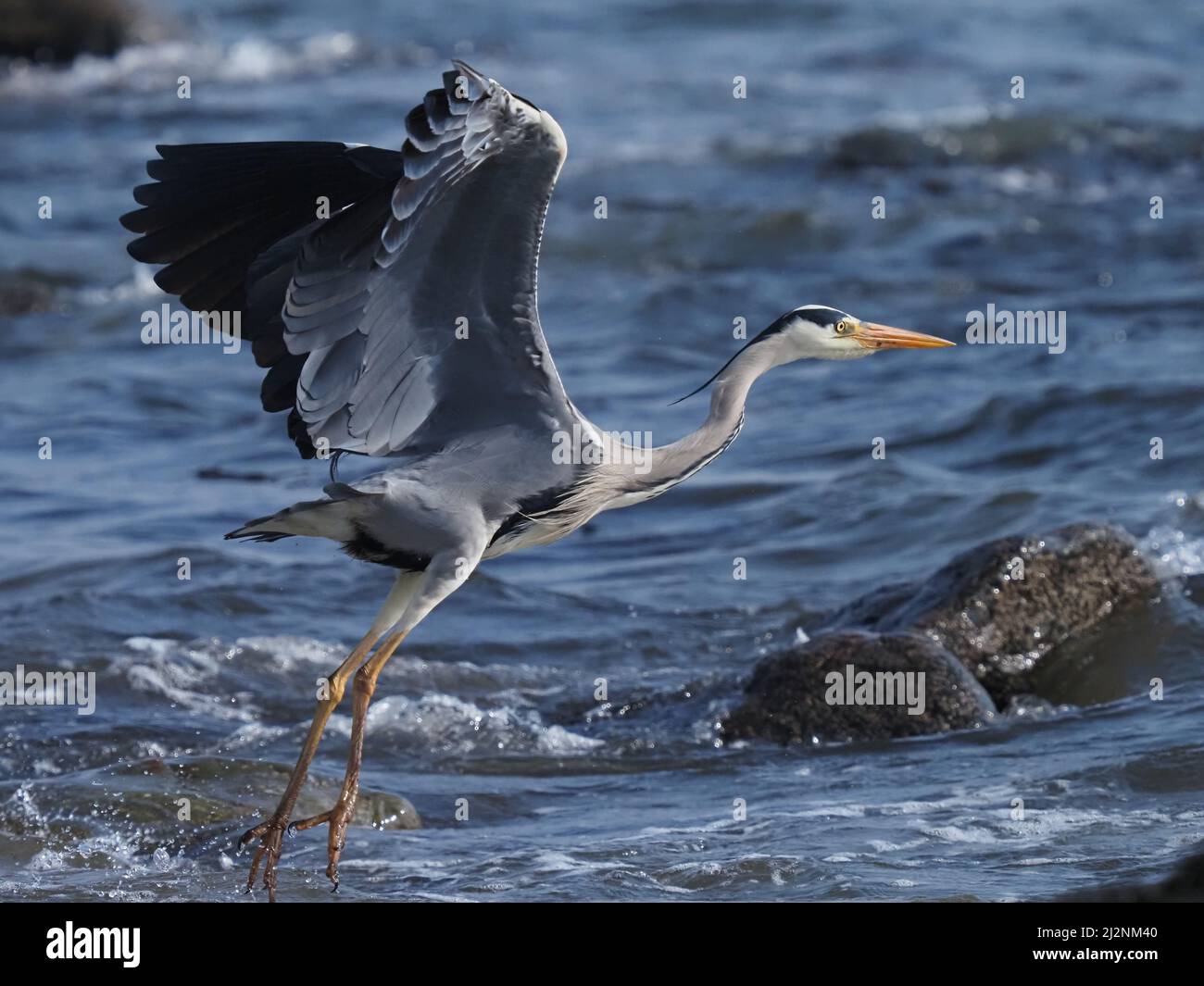 Grey herons not only feed on inland waters but also utilise coasts where there is abundant prey. Stock Photo