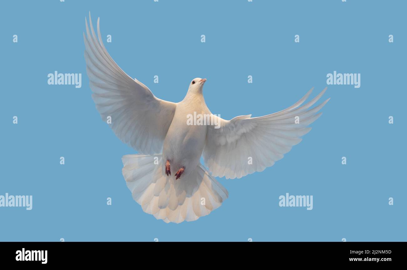 white dove of peace flies in the clear sky Stock Photo