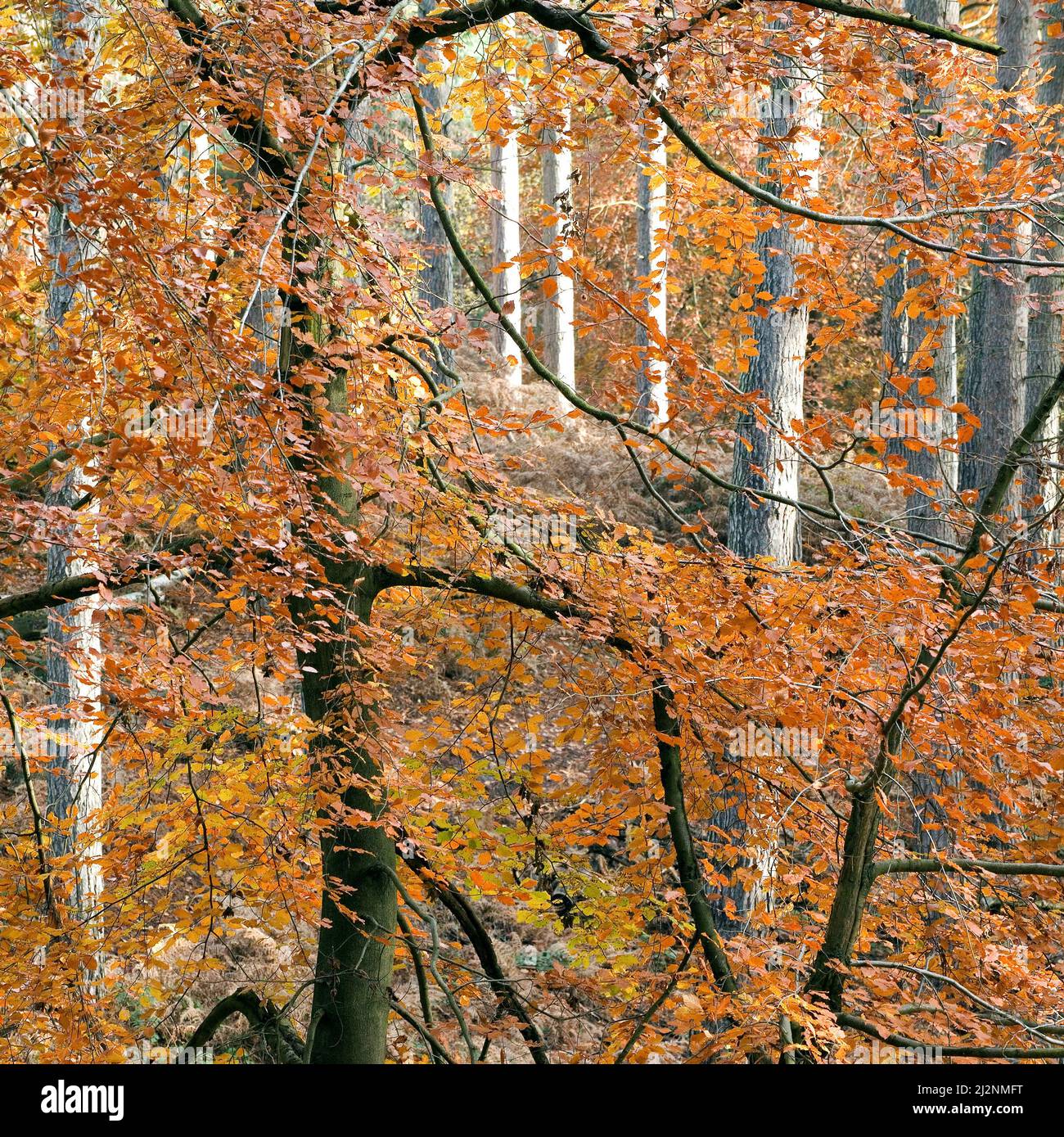 Autumn deciduous woodland containing many spectacular Beech trees in the beautiful forests and woodlands of Cannock Chase an Area of Outstanding Natur Stock Photo