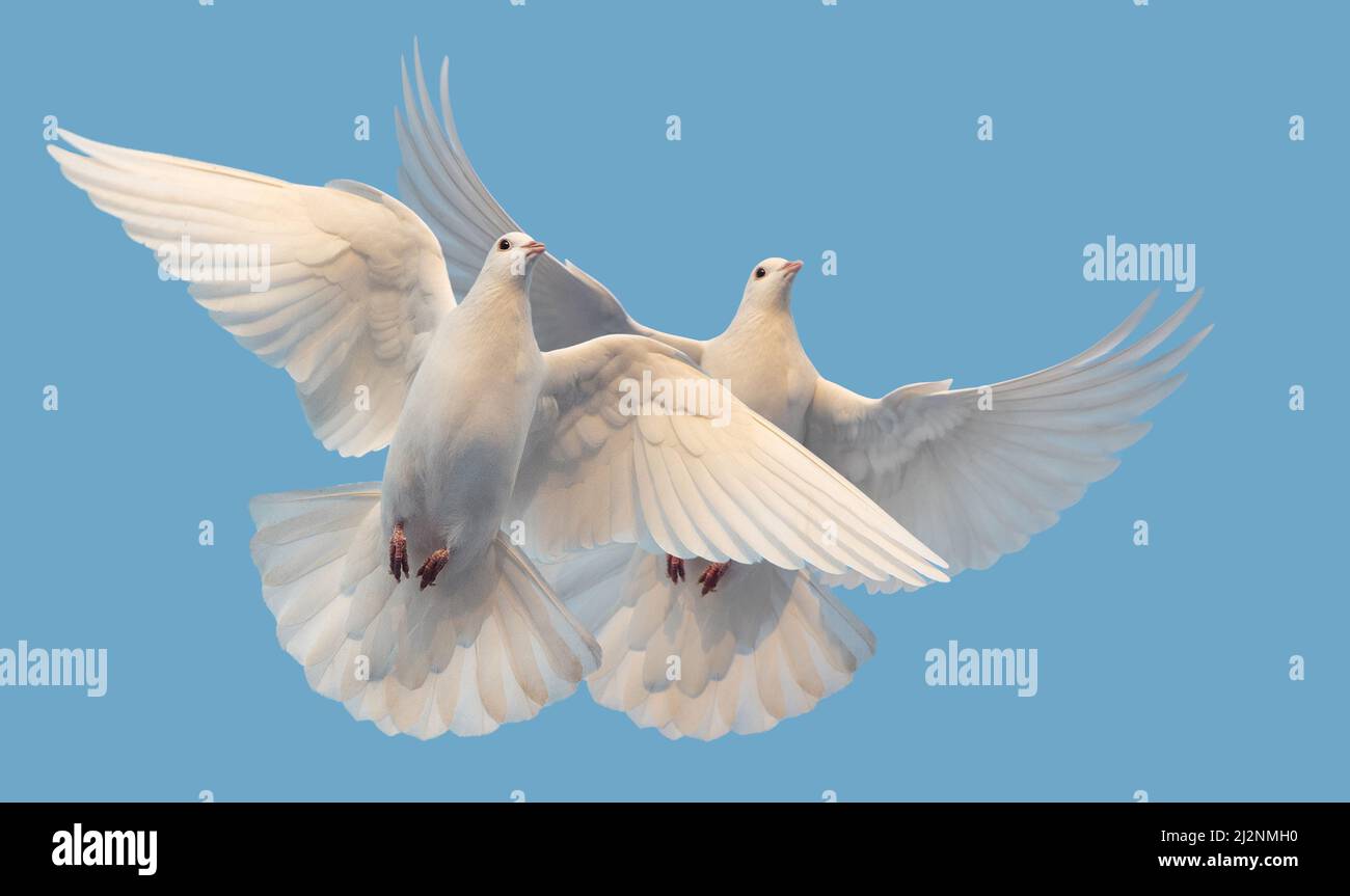 white doves of peace and freedom fly in the sky Stock Photo