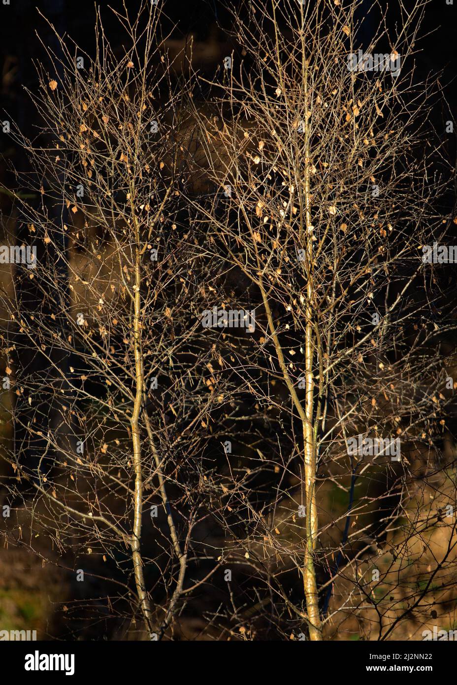 Silver Birch saplings  on Cannock Chase Area of Outstanding Natural Beauty in winter Stock Photo