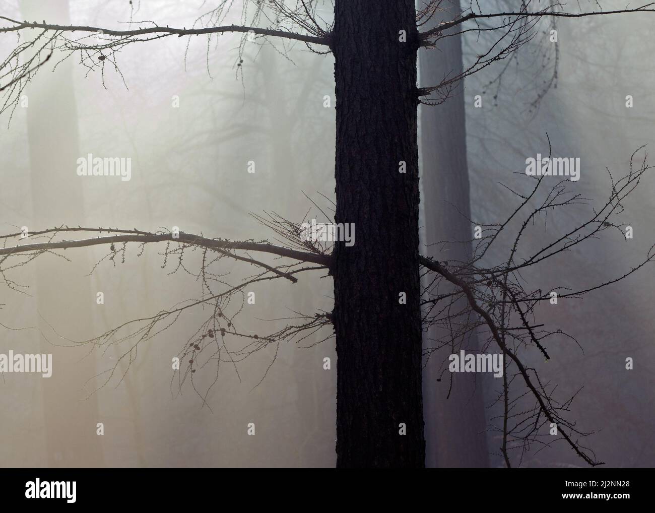 Woodland shapes on Cannock Chase Area of Outstanding Natural Beauty in winter Stock Photo