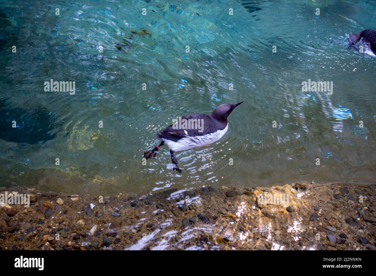 View of a black and white common murre swimming in its water habitat at the Point Defiance Zoo Stock Photo