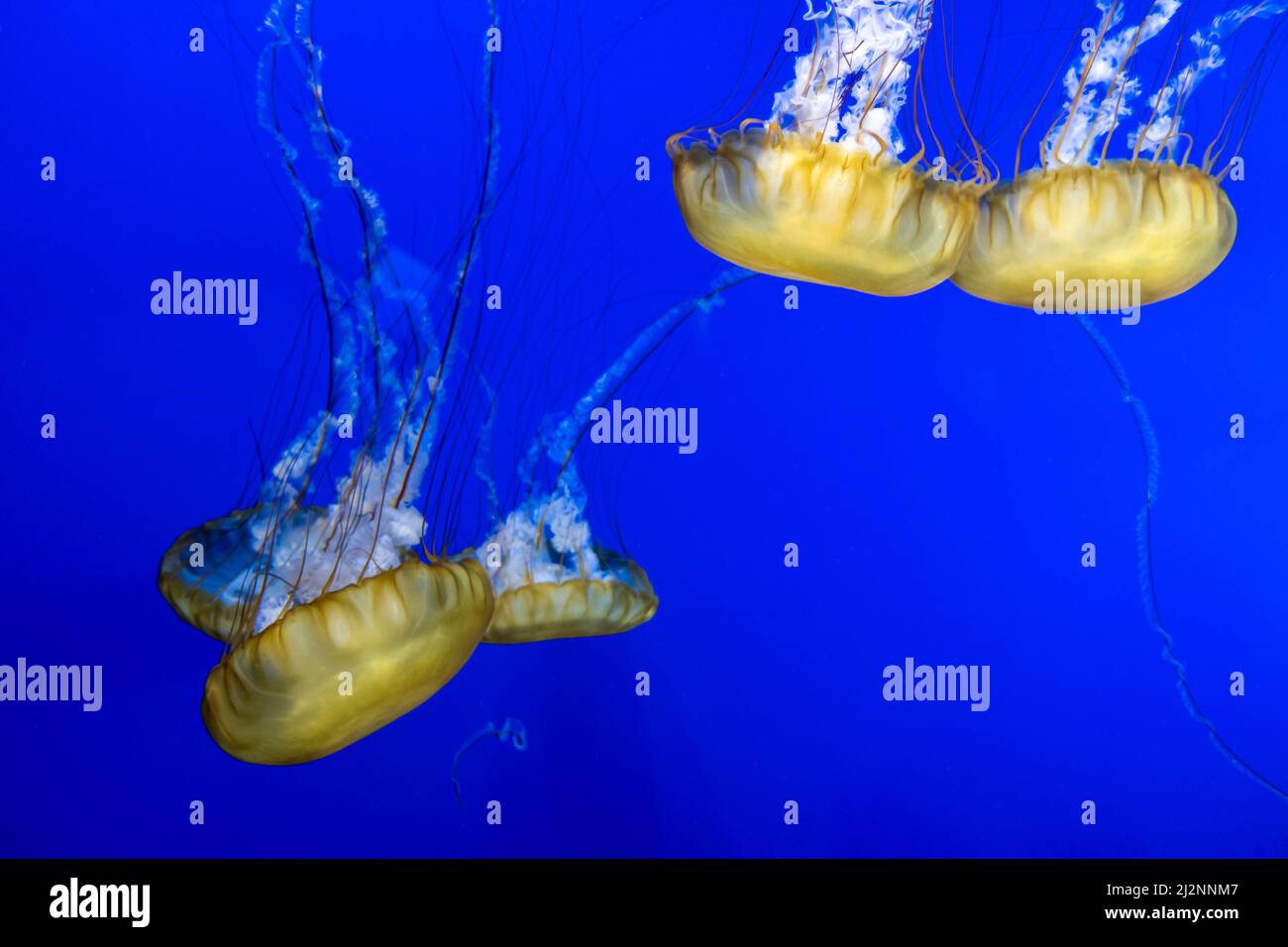 Gorgeous view of a group of pacific sea nettles swimming around inside a bright blue aquarium Stock Photo