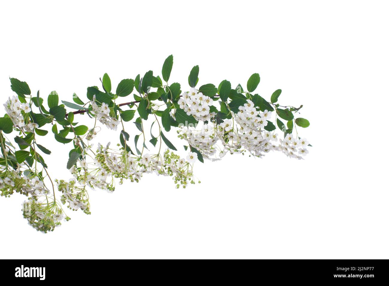 Spring spirea flowers isolated on white background Stock Photo