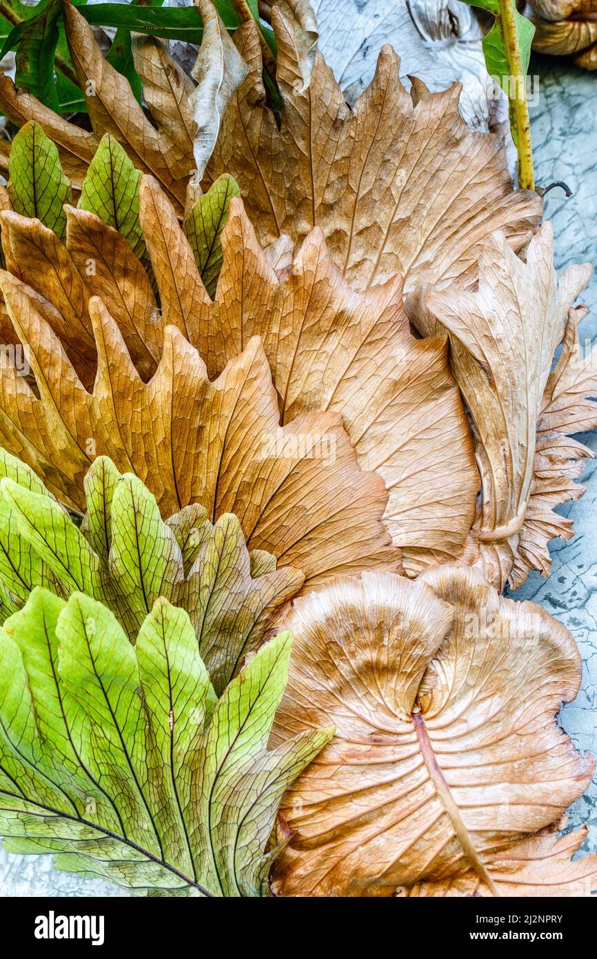 Platycerium, staghorn  or elkhorn fern  sporophytes growing on the tree trunk. Bali, Indonesia. Vertical image. Stock Photo
